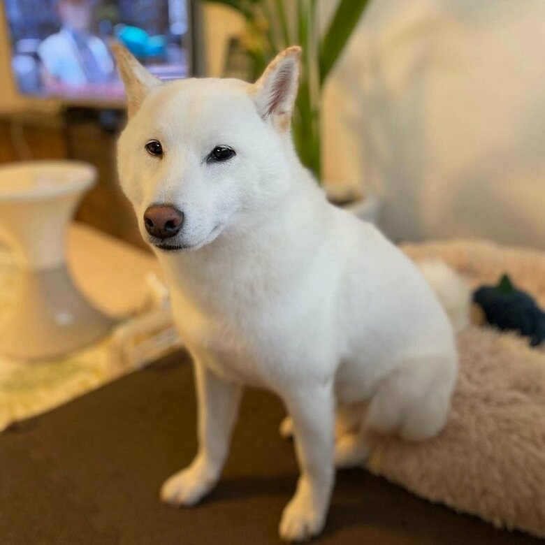 だい吉くん