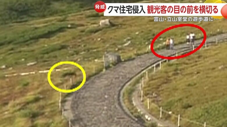 遊歩道で観光客の目の前を横切るクマ（富山・立山室堂）①