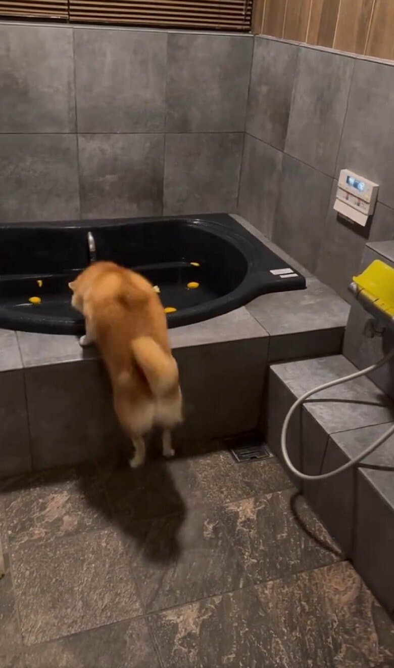 ジャンプするも入れない