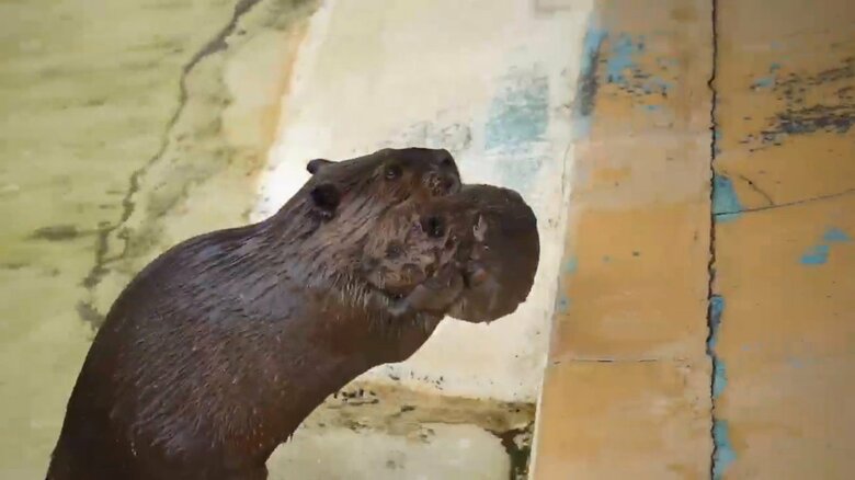 画像提供：甲府市遊亀公園附属動物園