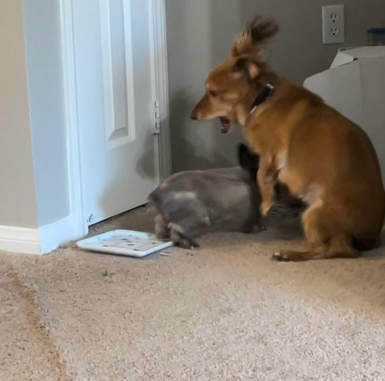 アルフレッドくんも驚き（提供：和泉ユタカさん）