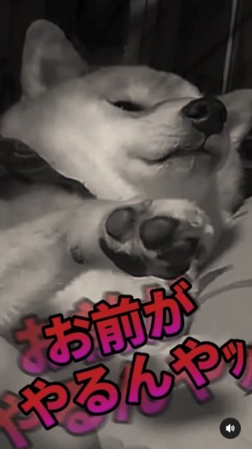 提供：柴犬スティーブch【コーギーと猫を添えて】さん