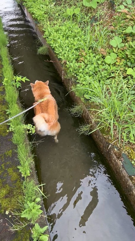 提供：柴リアンハスキーもちごめ兄弟さん