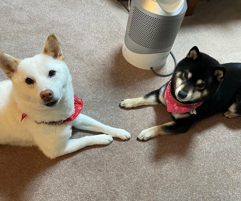 提供：柴犬のくぅとそらさん