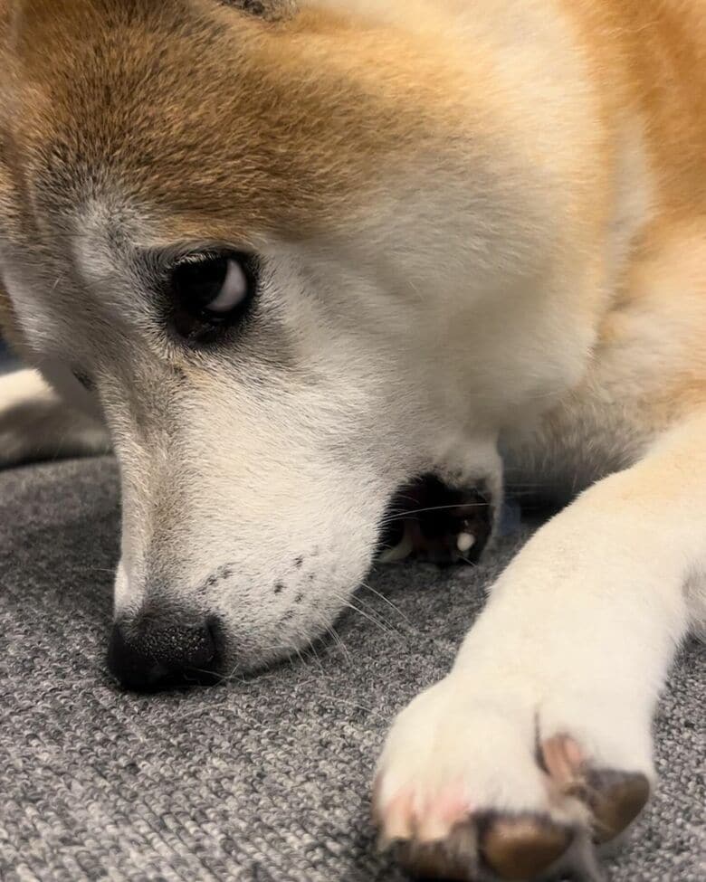 提供：柴犬 sasuke_紗助さん