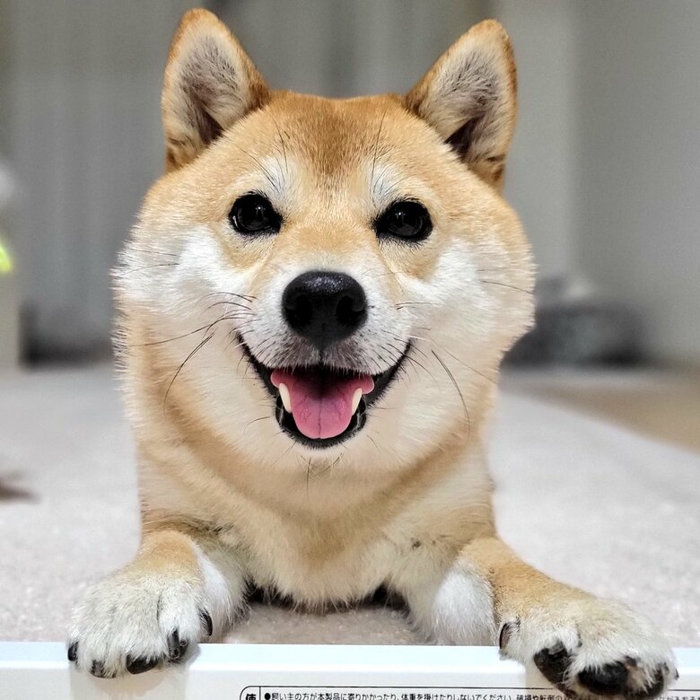 提供：kuroazu_beansさん