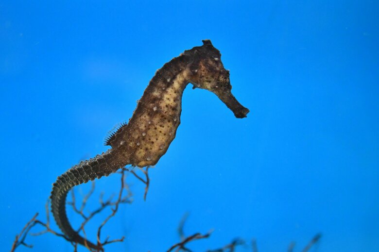 オオウミウマ（提供：サンシャイン水族館）