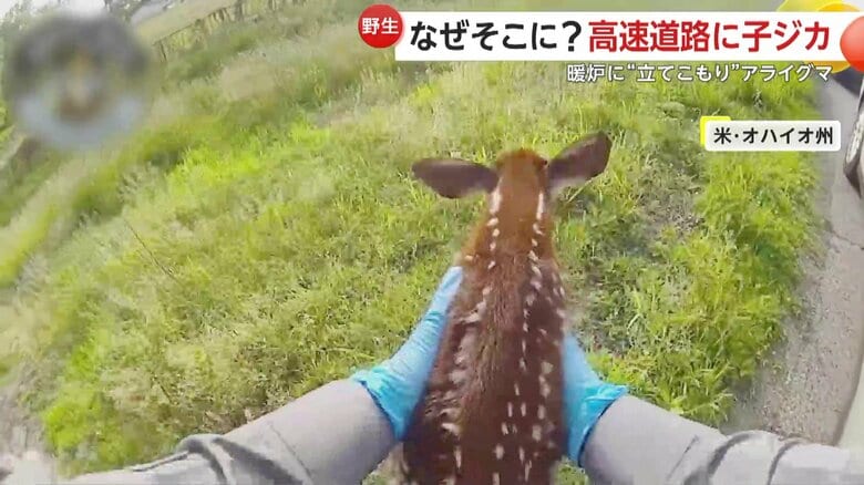 怯える様子もなく、キョロキョロと何かを探しているように見える子ジカ