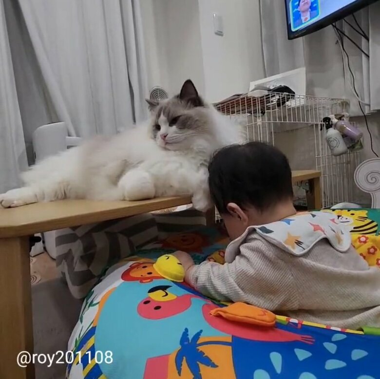 提供：ロイ(Roy)くん@ラグドールさん