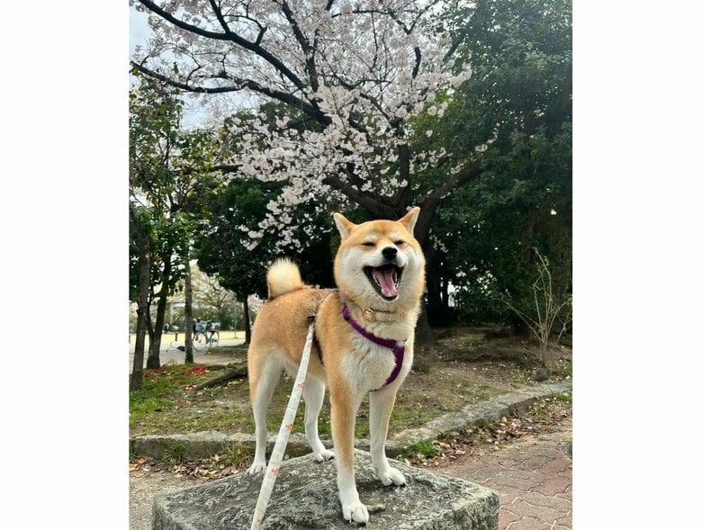 提供：柴犬ゆきちゃん