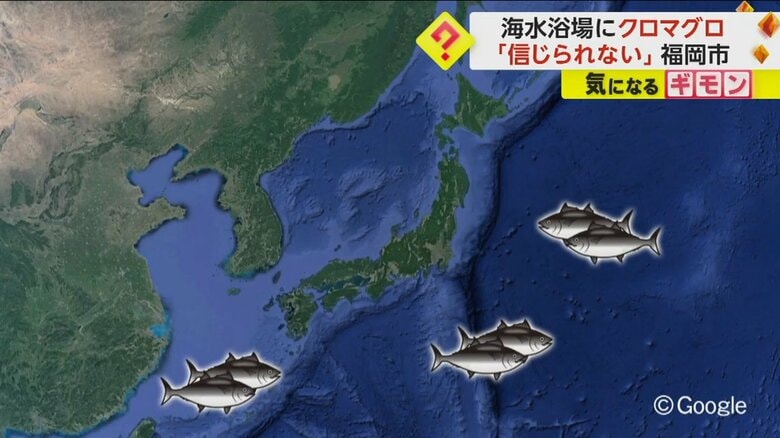 太平洋や東シナ海などに生息しているクロマグロ