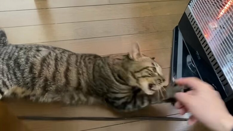 ストーブの近くから離してあげようとしたらガブリ