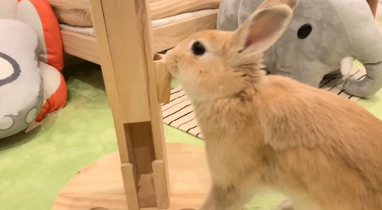 提供：げんまいとうるちさん