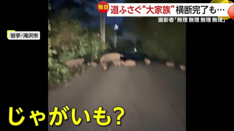 大量のじゃがいも…ではなく、イノシシの大家族（6月24日午後7時半頃、岩手・滝沢市）