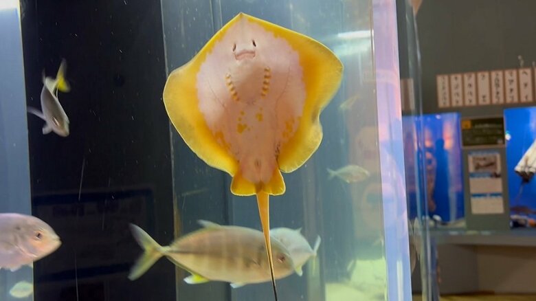 別水槽のちびアカエイ（提供：浜名湖体験学習施設ウォット）