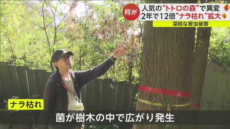 「トトロのふるさと基金」職員の児嶋翼さん