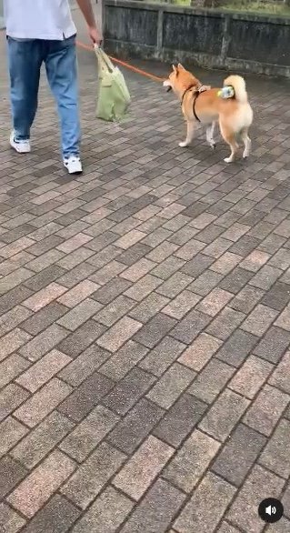 提供：柴犬 しんさん