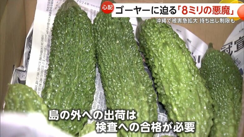 島の外への出荷は検査での合格が必要となる