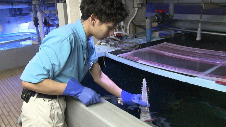 飼育員が口を開けさせて、直接エサを与えている