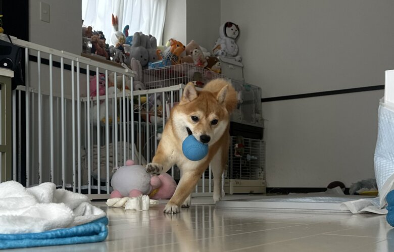 ボールで遊んでいる様子（提供：わさび一族さん）