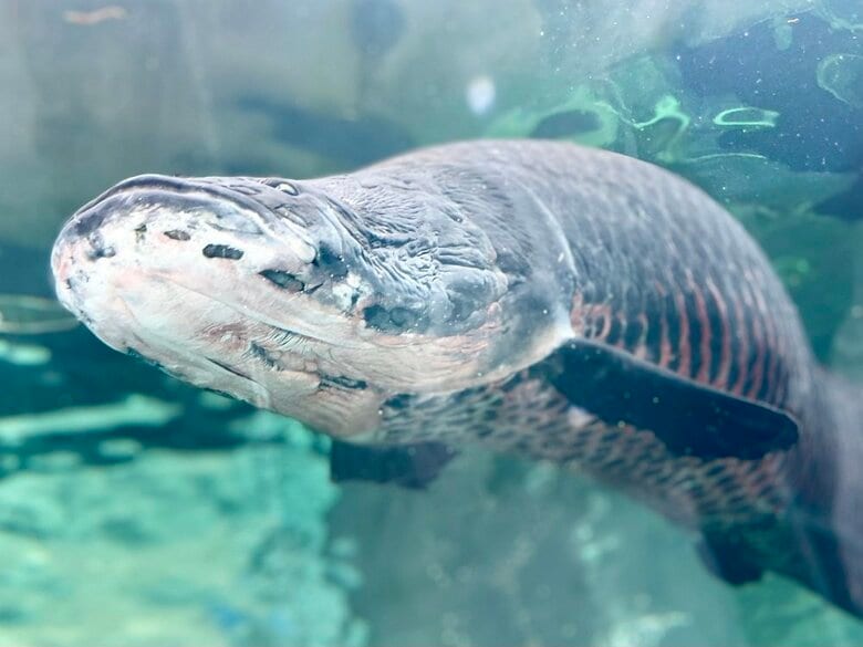 ごつい顔をしている（提供：栃木県なかがわ水遊園）