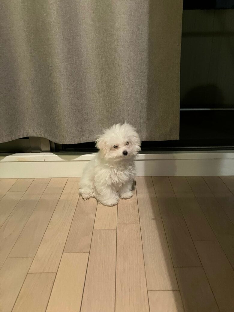 提供：白く、柔らかな犬さん