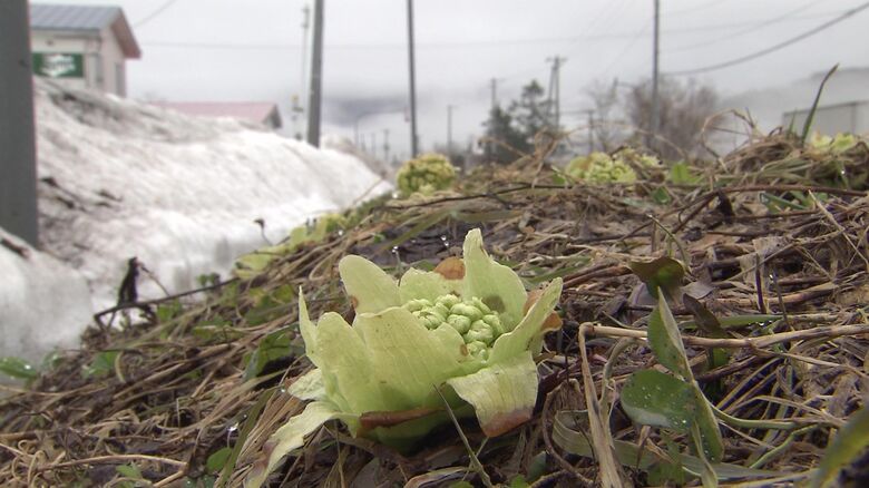 クマが目覚める季節に