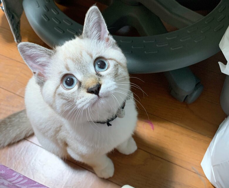 ずんぐりむっくりボディに