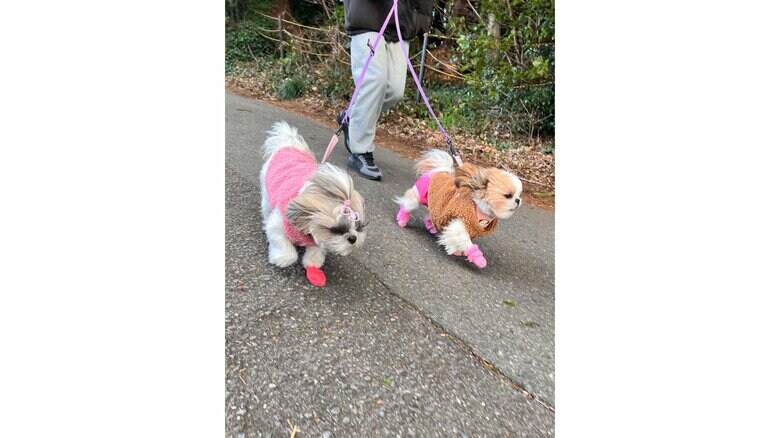 先輩犬のぱんちょちゃん（左）とダッシュ