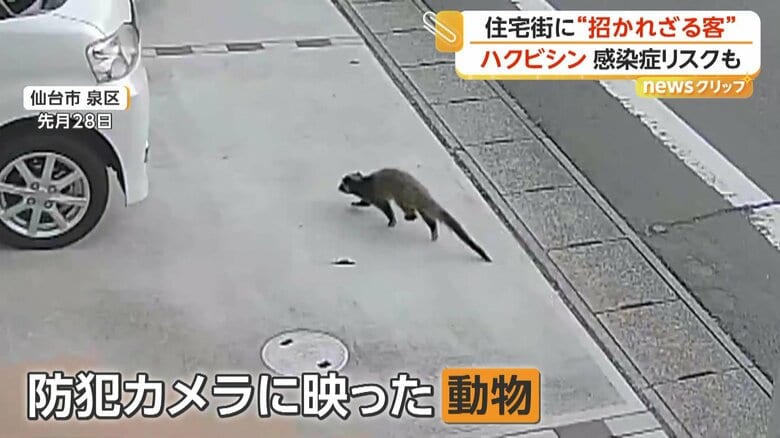 ジャコウネコ科で雑食性のハクビシン