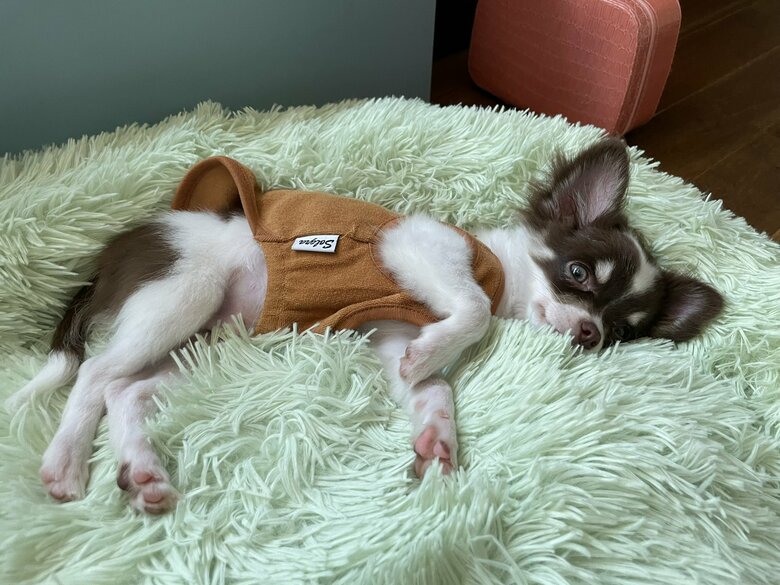 別の日、クッションでリラックス中のそると君