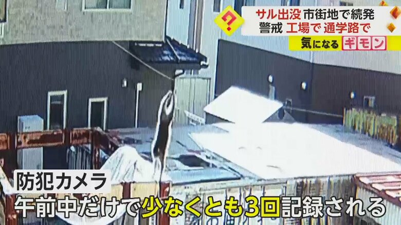 宮城県塩釜市にある工場内で、電線から地面に下りるサル