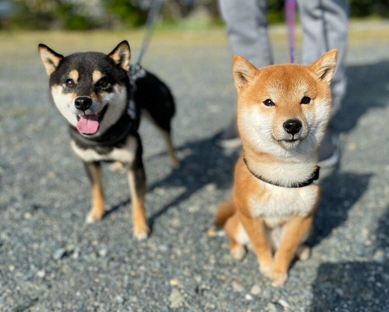 お散歩中