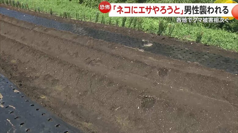 畑にはクマの足跡が