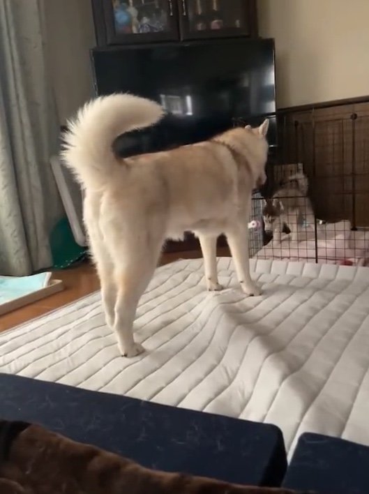 提供：ココとイチのままちゃん