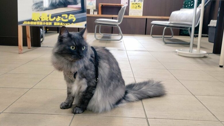 駅がしょこらくんの生きる場所になった