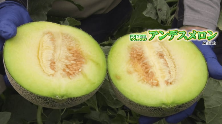 茨城「アンデスメロン」JAほこた