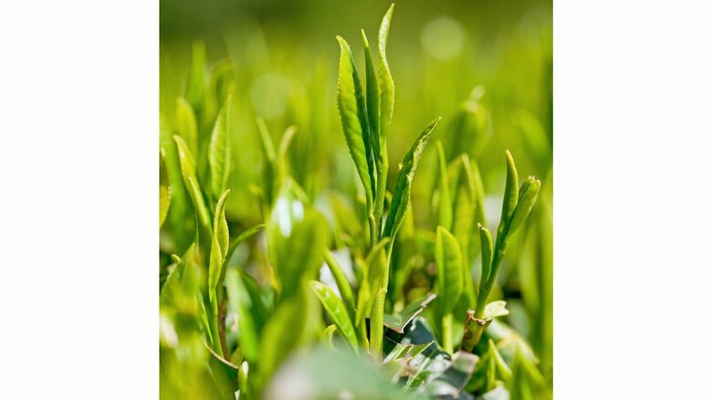 静岡茶のイメージ（画像提供：静岡県）