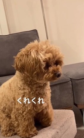 ケーキ食べたさに“地団駄”ふみ中のチャイちゃん