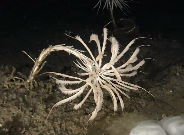 ウミユリの一種である「トリノアシ」（提供：サンシャイン水族館）