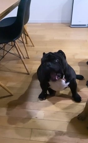 口で弾いちゃったアトムくん