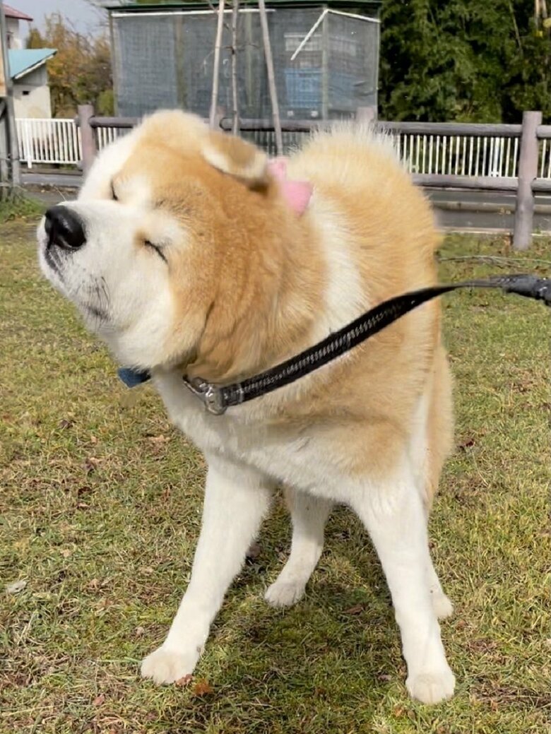 ブルブルと回転