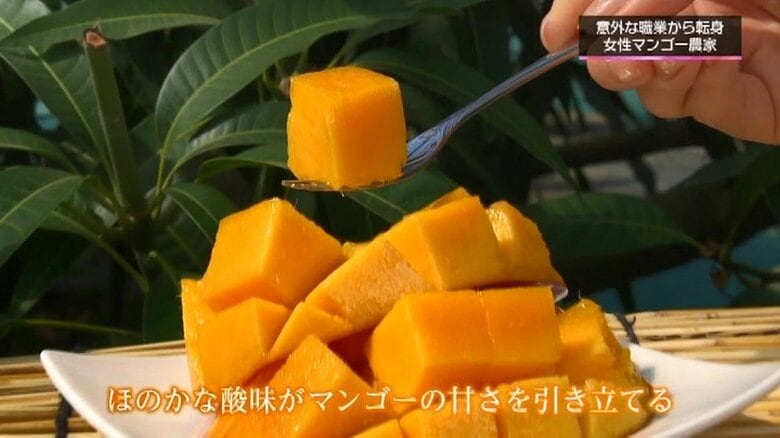 すっきりとした甘さ、清涼感のあるマンゴー