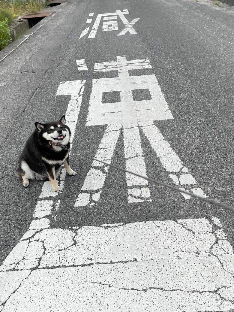 「減速」の文字の上で減速してしまったたろうくん