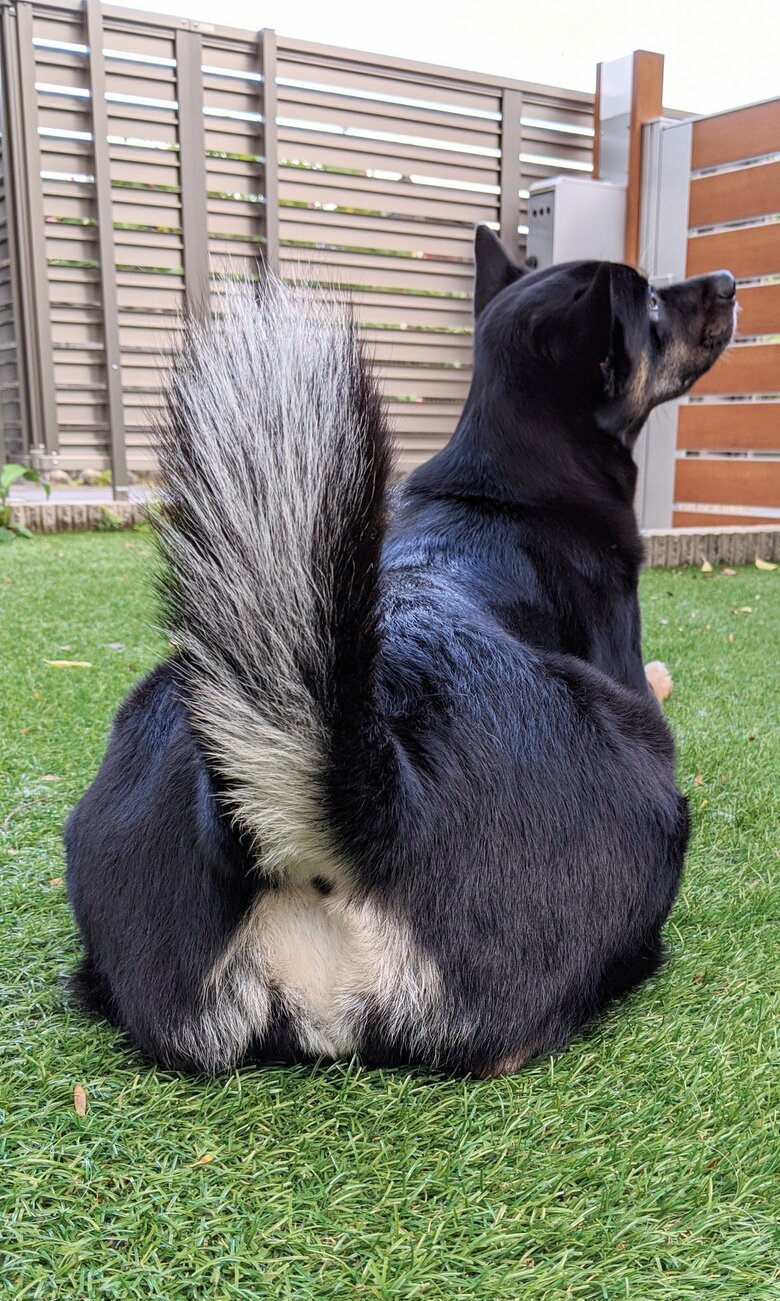 ソラちゃんのお尻