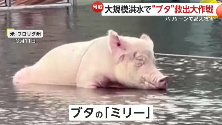 水の中で動けなくなっていたブタの「ミリー」