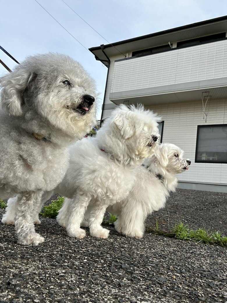 （画像：飼い主さん提供）