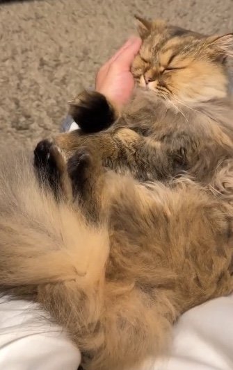 提供：ひなたさん