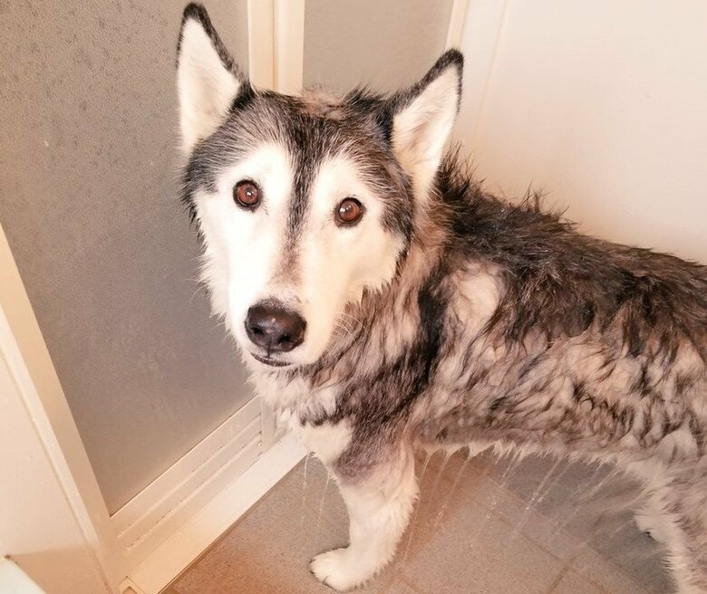 シャンプーされるゆづくん。この時も「ピィピィ」モードに入ったそう