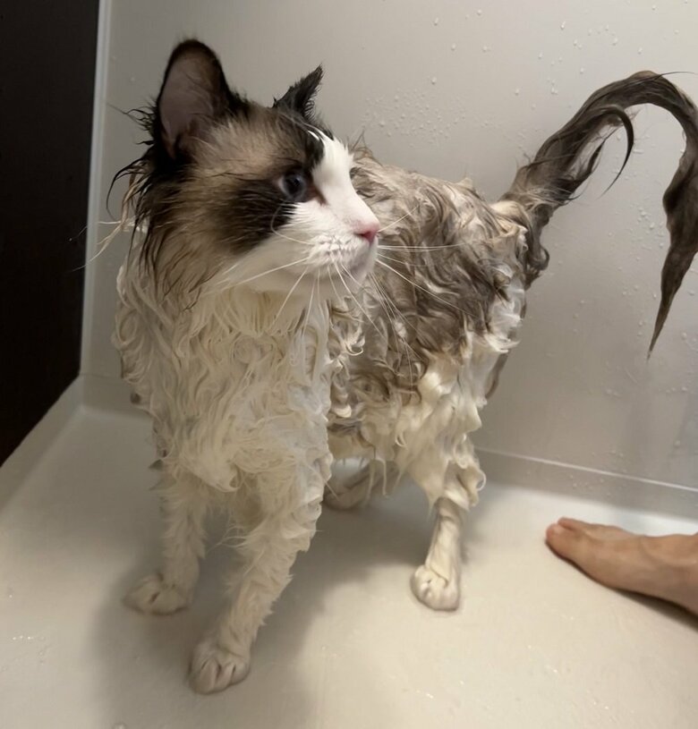 「出せ出せ」と大きな声で鳴いたりするのだそう